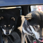 ピッザピッザピッザ - 