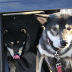 ピッザピッザピッザ - 