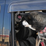 ピッザピッザピッザ - 