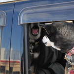 ピッザピッザピッザ - 