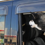 ピッザピッザピッザ - 