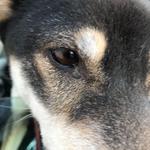 ピッザピッザピッザ - 