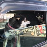 ピッザピッザピッザ - 