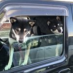 ピッザピッザピッザ - 