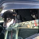 ピッザピッザピッザ - 