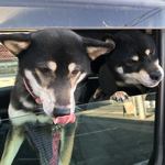 ピッザピッザピッザ - 