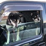 ピッザピッザピッザ - 