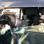 ピッザピッザピッザ - 