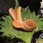 宝寿司分店 - 赤貝ヒモ