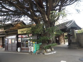 Mikadopanten - お店と大木