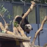 新鶯亭 - と思ったら、倒木の枝を使ってくるくるまわってるよ。
      めっちゃかわいい～