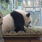 新鶯亭 - 櫓の上を歩いてるシャンシャン、
      まだほんのりピンク色だね。