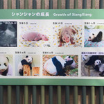 新鶯亭 - パンダの観覧時間になったのでパンダ舎前に並びます。
      貼られているのは「シャンシャンの成長」写真だよ。
      赤ちゃんの頃はこんなに小さかったんだねぇ。
      目の形がすごくいいな～♪