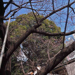 新鶯亭 - おや？よく見たら木の上にねこちゃんが2匹、、、
      この公園に住んでるのかな？
      