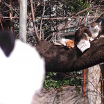 新鶯亭 - ちびつぬ「ねこさん、こんにちはー」
      
      公園をのんびりお散歩したボキらは、
      帰りの新幹線に乗るために東京駅に向かったのでした。