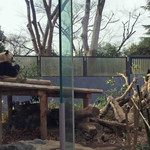 新鶯亭 - シャンシャンが右手をあげてお母さんのシンシンに
      何か話しかけてるみたい。シンシンもシャンシャンを見ながら
      美味しそうに笹を食べてます。