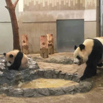 新鶯亭 - お部屋に移動。シャンシャンは水飲み場のくぼみにはまってるよ。
      シャンシャンが入ったらお水がまっ黒になっちゃいました。
      