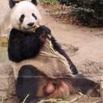 新鶯亭 - お父さんパンダのリーリーのところに。
      う～ん、あいかわらず男前だねぇ～