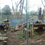 新鶯亭 - 
      観覧の順番がまわってきたら、わぁ～、
      ちょうどシンシンとシャンシャンが運動場に出てるところだったよ。