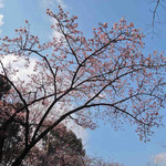 新鶯亭 - 見て見て～まだ2月の終わりなのに、
      早咲きの桜が咲いてたよ。きれいだなぁ。