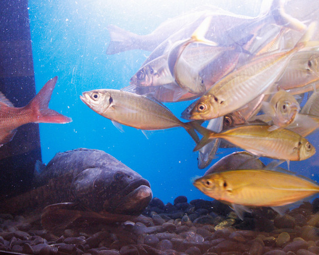 Sushi Kaiseki Ozawa photo 5