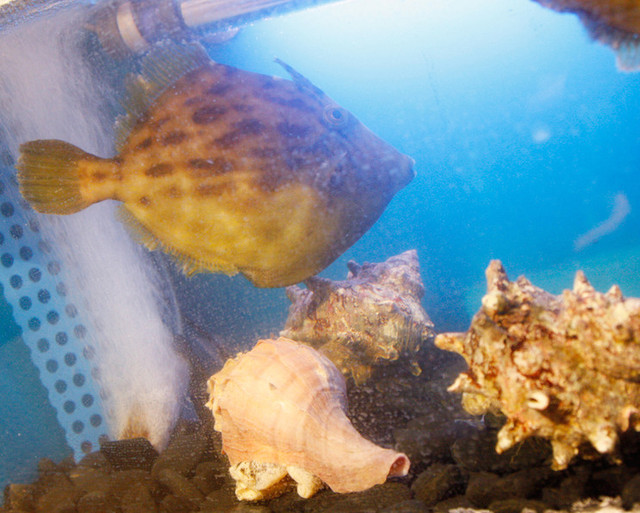 Sushi Kaiseki Ozawa photo 4