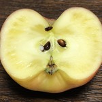 Shikisai Namiki - 青森県産 蜜入りりんご「こみつ」