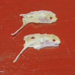 魚信旅館 - おこぜのおこぜ