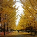 すみどや - 山形県総合運動公園の紅葉が綺麗でした