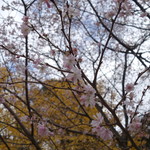 駒形どぜう - 上野は紅葉した銀杏に桜の花が不思議な12月です