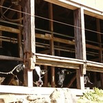 パインテールファーム - お店のそばにいます(^^)