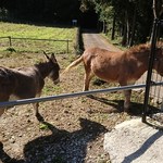 パインテールファーム - 馬も遊んでます(^-^)/