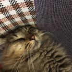 モモカフェ - ファーファちゃん