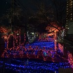 成田家 - お店近くイルミネーション