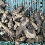 ショクヤボ農園 - 