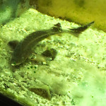 サメサン - チョウザメ
      1歳半くらい
      寿命は50年