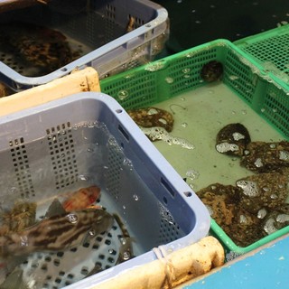 新鮮なお魚をご用意いたしております。