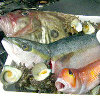 本日の魚料理