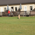 ドッグランで遊ぶ