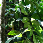 Luckgrove Spice Garden & Resturant - 