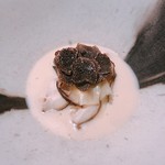 フロリレージュ - 