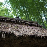 とらや工房 - 秋：竹はまだ青く