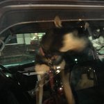 ピッザピッザピッザ - 