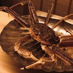 道人 - 間人蟹。一キロ弱。甲羅に着いた蟹ビルの数からして、年季の入った上物。爪を振り回してこちらを威嚇します