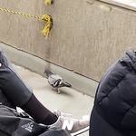 秩父宮ラグビー場 売店 - ハトちゃん