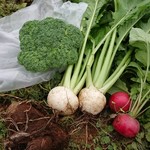 まつが - 株２種