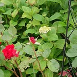 中華料理正一 - 