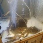 すし処 魚 のへそ - 