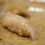 うを徳 - 2018.12 富津スミイカ