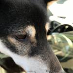 ピッザピッザピッザ - 